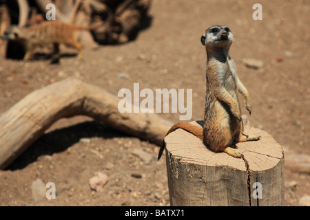 Captive Erdmännchen in Los Palmitos-Gran Canaria-Spanien-Europa Stockfoto