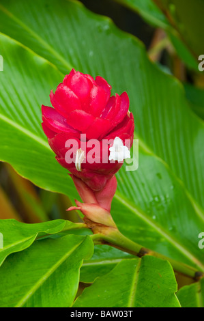 Nahaufnahme der roten Ingwer Blüte in Costa Rica Mittelamerika Stockfoto