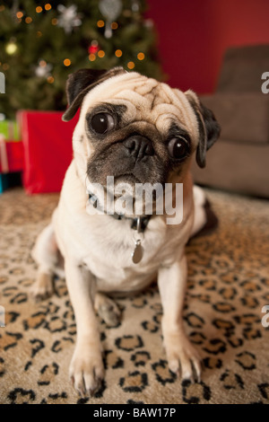 Mops sitzend auf dem Teppich, Weihnachtsbaum im Hintergrund Stockfoto