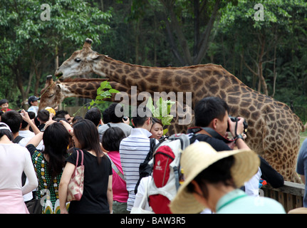 Girafes sind von den Besuchern in einem Zoo mit grünen Blättern auf Zweigen ernähren. Sie sind nicht wild und nicht erschrecken. Menschen fotografieren Stockfoto