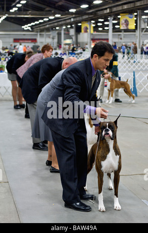 Boxer im Ring zeigen in Louisville Kennel Club Dog Show in Louisville Kentucky angezeigt wird Stockfoto