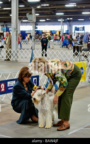 Soft Coated Wheaten Terrier von einem Richter im Ring zeigen auf der Hundeausstellung der Louisville in Louisville Kentucky geprüft Stockfoto