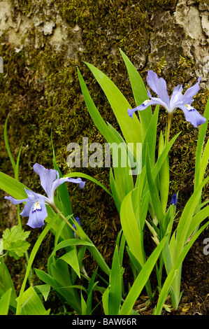 Crested Zwergiris im Greenbrier Gebiet des Great Smoky Mountains Nationalpark Tennessee Stockfoto