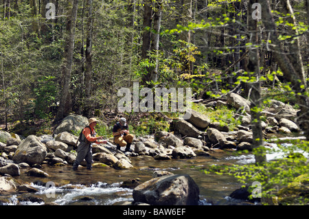 Fliegen Fischer Angeln am Middle Fork des Little Pigeon River in Greenbrier Bereich der Great-Smoky-Mountains-Tennessee Stockfoto