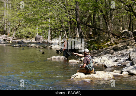 Fliegen Fischer Angeln am Middle Fork des Little Pigeon River im Bereich Greenbrier der Great Smoky Mountains Stockfoto