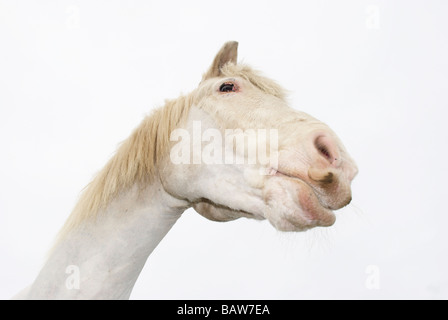 Weißes Pferd gegen ein bewölkter Himmel Stockfoto