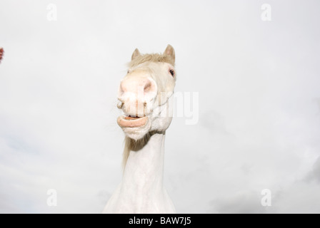 Weißes Pferd gegen ein bewölkter Himmel Stockfoto