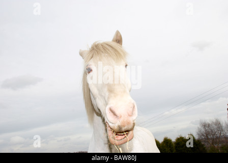 Weißes Pferd Essen einige he gegen ein bewölkter Himmel Stockfoto