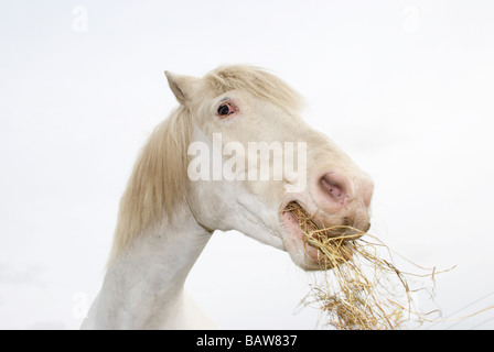 Weißes Pferd Essen einige he gegen ein bewölkter Himmel Stockfoto