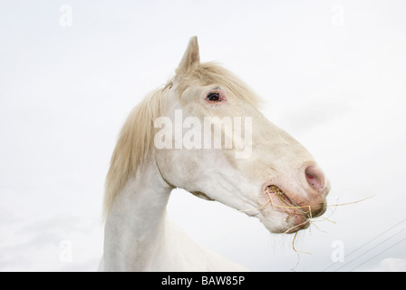 Weißes Pferd Essen einige he gegen ein bewölkter Himmel Stockfoto