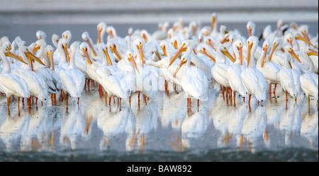 Amerikanische weiße Pelikane - Salton Sea, Kalifornien. Stockfoto