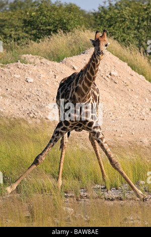 Giraffe zu trinken, Etosha Nationalpark, Namibia Stockfoto