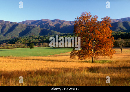 Herbstfarben Sie in Cades Cove - Smoky Mountain Nationalpark Stockfoto