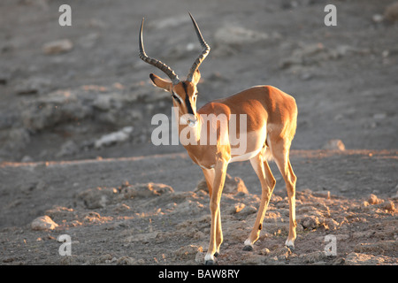 Schwarz konfrontiert Impala, Etosha Nationalpark, Namibia Stockfoto