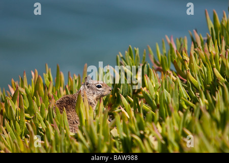 Kalifornischer Ziesel Kalifornien Grundeichhörnchen Citellus Beecheyi sitzen in der Vegetation La Jolla California USA Stockfoto