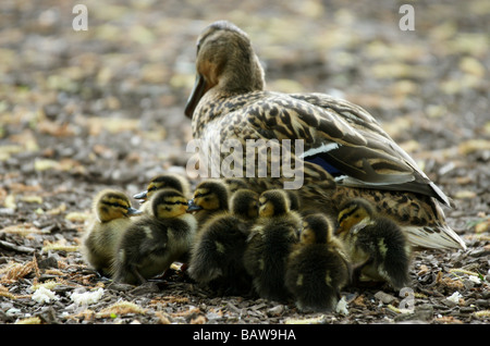 Ente Vogel mit vielen kleinen Entchen zu Fuß Stockfoto