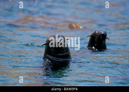 Guadalupe-Seebär-Guadalupe-Seebär-Arctocephalus Townsendi schwimmen in Seetang Stockfoto