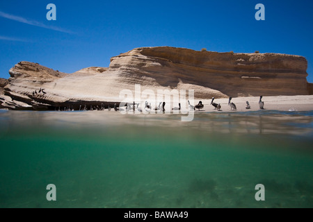 Brown Pelican Braunpelikan Brauner Pelikan Pelecanus Occidentalis Gruppe sitzt am Strand Punto Colorado Baja California Mexiko Stockfoto