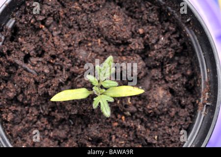 Tomaten Moneymaker Keimling mit zwei Samen Blätter und zwei Laubblätter Stockfoto