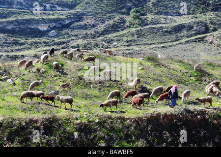 Ein arabischer Hirte Herden seine Herde zwischen das jüdische Viertel von Armon Hanatziv und das palästinensische Gebiet Sur Bahir, Jerusalem. Stockfoto