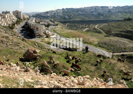 Ein arabischer Hirte Herden seine Herde zwischen das jüdische Viertel von Armon Hanatziv und das palästinensische Gebiet Sur Bahir, Jerusalem. Stockfoto