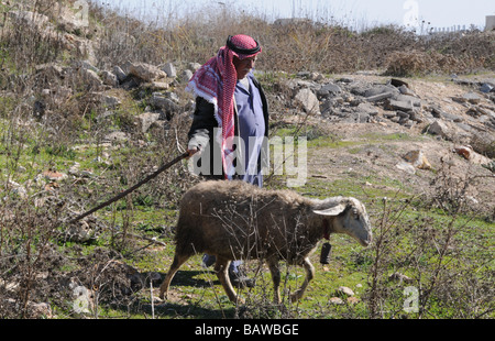 Ein arabischer Hirte Herden seine Herde zwischen das jüdische Viertel von Armon Hanatziv und das palästinensische Gebiet Sur Bahir, Jerusalem. Stockfoto