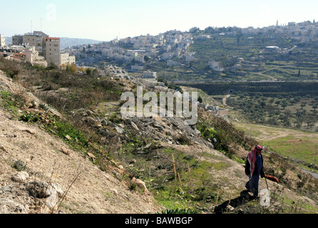 Ein arabischer Hirte Herden seine Herde zwischen das jüdische Viertel von Armon Hanatziv und das palästinensische Gebiet Sur Bahir, Jerusalem. Stockfoto