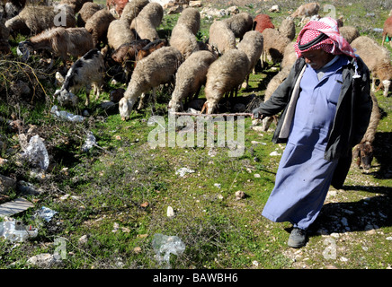 Ein arabischer Hirte Herden seine Herde zwischen das jüdische Viertel von Armon Hanatziv und das palästinensische Gebiet Sur Bahir, Jerusalem. Stockfoto