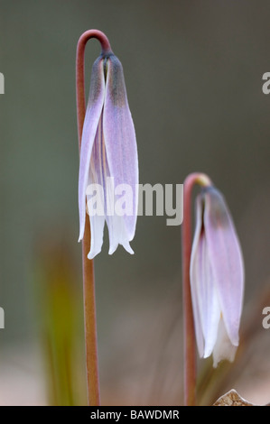 White Lily Forelle Wildblumen Stockfoto