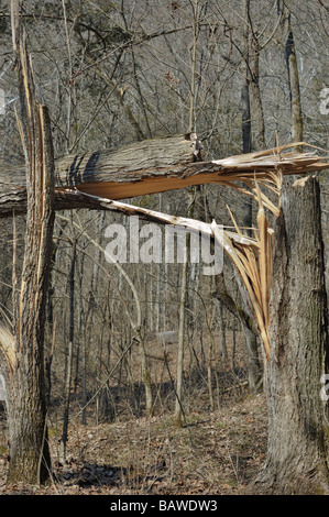Gebrochenen Baum von einem Sturm Stockfoto