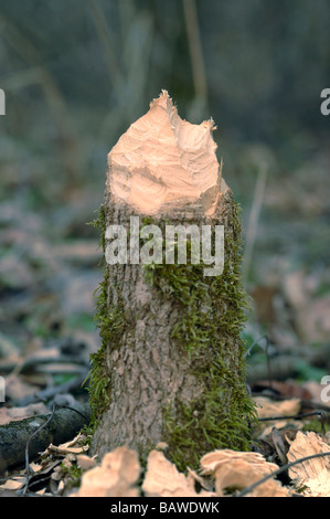 Nagte Stumpf eines Baumes reduzieren durch ein Biber Stockfoto