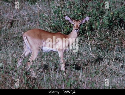 Säugetiere, Impala; " Aepyceros Melampus; Female.Alert,standing Blick in die Kamera. Stockfoto