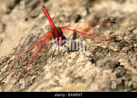 Makro für eine schöne, bunte Libelle Stockfoto