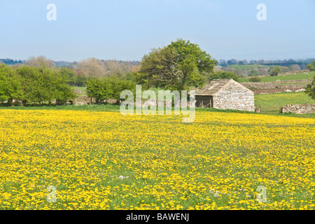 Eine Masse von Löwenzahn in einem Feld in der Nähe von Leyburn, Yorkshire Stockfoto