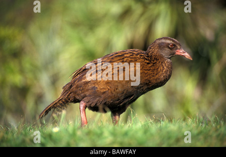 Western Weka Gallirallus Australis Wasser Schiene Cape Foulwind Südinsel Neuseeland Stockfoto