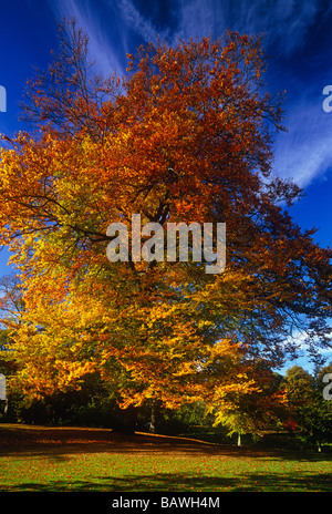 Herbstfarben in der Sele, Hexham, Northumberland Stockfoto