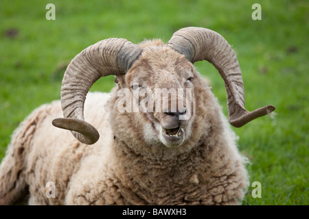 Kopf und Hörner Castlemilk Morrit ram Schafe Cotswold Farm Park Tempel Guiting Glos UK Stockfoto