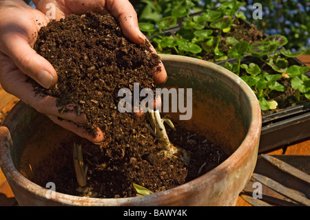 Nahaufnahme der Hände des Gärtners, der im Garten Lilienbirnen pflanzt, die sich mit Kompost füllen, in einem Tontopf England Vereinigtes Königreich GB Großbritannien Stockfoto