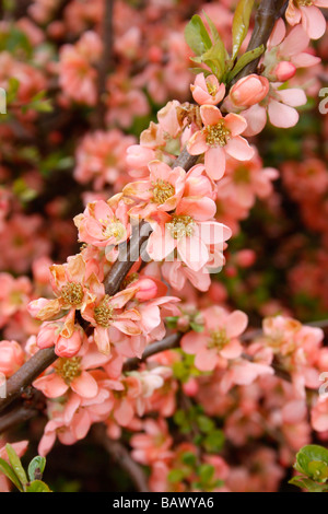 CHAENOMELES SUPERBA KORALLENMEER. AKA - BLÜHENDE QUITTE, JAPANISCHE QUITTE, JAPONICA. Stockfoto