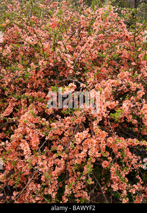 CHAENOMELES SUPERBA KORALLENMEER. AKA - BLÜHENDE QUITTE, JAPANISCHE QUITTE, JAPONICA. Stockfoto