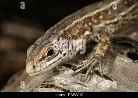 Gemeinsame oder lebendgebärend Eidechse Lacerta Vivipara Allerthorpe gemeinsamen East Yorkshire UK Stockfoto