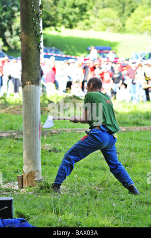 Ein Holzfäller, die einen Baum in einem Holzfäller Wettbewerb, hacken Hacken gegen die Uhr. Stockfoto