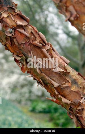 DIE RINDE DER ACER GRISEUM. PAPIER RINDE AHORN. Stockfoto