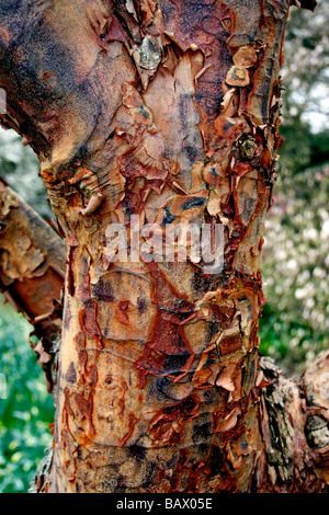 DIE RINDE DER ACER GRISEUM. PAPIER RINDE AHORN. Stockfoto