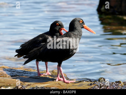 Afrikanischen Austernfischer (Heamatopus Moquini), pechschwarze Küstenvögel mit leuchtendem Orange Füße und Schnabel Stockfoto