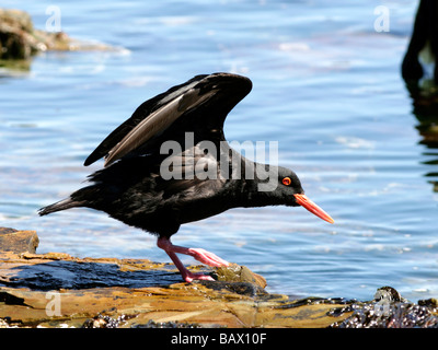 Eine afrikanische Austernfischer (Heamatopus Moquini), eine pechschwarze Küsten Vogel mit leuchtendem Orange Füße und Schnabel Stockfoto