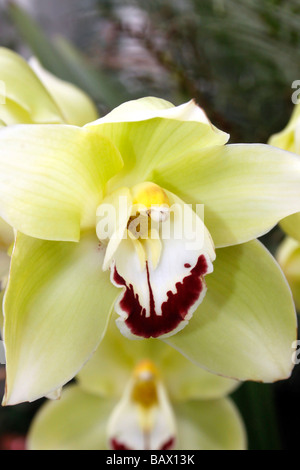 CYMBIDIUM HIGHLAND KANARISCHE JERSEY. Stockfoto