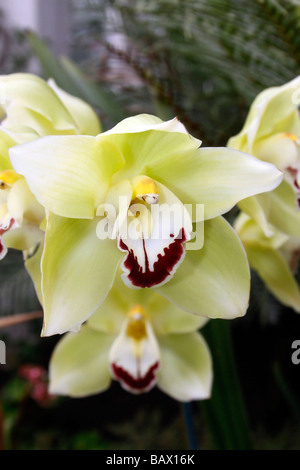 CYMBIDIUM HIGHLAND KANARISCHE JERSEY. Stockfoto