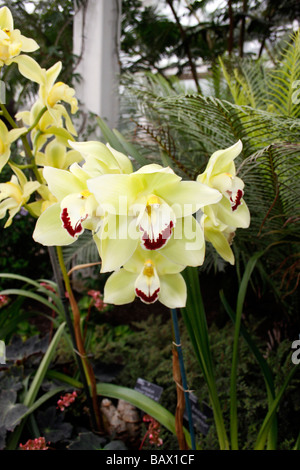 CYMBIDIUM HIGHLAND KANARISCHE JERSEY. Stockfoto