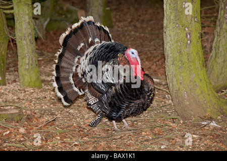 Inländische Türkei Tail Fan Cotswold Farm Park Tempel Guiting Glos UK anzeigen Stockfoto